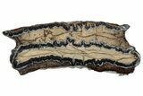 Mammoth Molar Slice with Case - South Carolina #193880-1